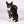 Load image into Gallery viewer, Active Dog Backpack