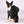 Load image into Gallery viewer, Active Dog Backpack