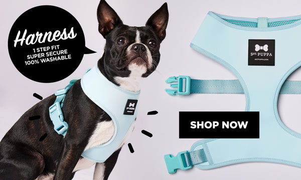 Louis Vuitton Blue Harness & Leash Set freeshipping - The Good Dog Store