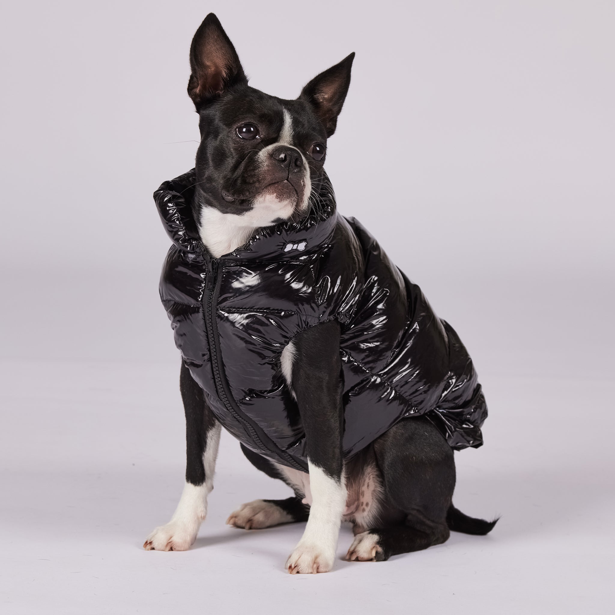 Active Dog Puff Jacket